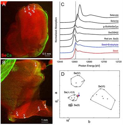 Fungal Endophyte Alternaria tenuissima Can Affect Growth and Selenium Accumulation in Its Hyperaccumulator Host Astragalus bisulcatus